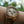 UD Personalized Multi Function Chronograph Zebra Round Wooden Watch